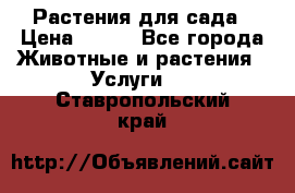 Растения для сада › Цена ­ 200 - Все города Животные и растения » Услуги   . Ставропольский край